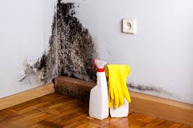 Why You Should Choose Our Mold Remediation Services in Nampa, ID